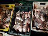 Рыбное хозяйство Рыба живая, мальки, цена 15 Грн., Фото