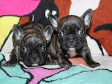 Собаки, щенки Французский бульдог, цена 3000 Грн., Фото