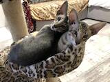 Кошки, котята Ориентальная, цена 10000 Грн., Фото