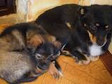 Собаки, щенята Російський довгошерстий тойтерьер, ціна 50 Грн., Фото