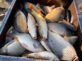 Рыбное хозяйство Рыба живая, мальки, цена 16 Грн., Фото
