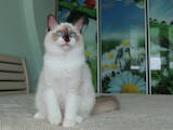 Кошки, котята Рэгдолл, цена 13000 Грн., Фото