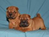 Собаки, щенки Шарпей, цена 7000 Грн., Фото