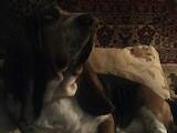 Собаки, щенята Бассет, Фото