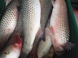 Рыбное хозяйство Рыба живая, мальки, цена 70 Грн., Фото