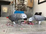 Папуги й птахи Папуги, ціна 4500 Грн., Фото