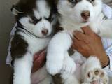 Собаки, щенята Сибірський хаськи, ціна 3500 Грн., Фото