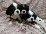Собаки, щенки Кавалер-Кинг-Чарльз спаниель, цена 25000 Грн., Фото