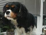 Собаки, щенята Кавалер-кинг-чарльз спаніель, ціна 25000 Грн., Фото