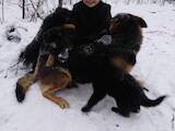 Собаки, щенята Німецька вівчарка, ціна 3500 Грн., Фото