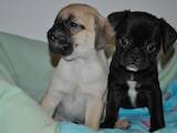 Собаки, щенята Мопс, ціна 2000 Грн., Фото