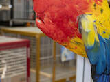 Папуги й птахи Папуги, ціна 3500 Грн., Фото