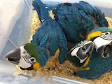Попугаи и птицы Попугаи, цена 3750 Грн., Фото