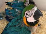 Папуги й птахи Папуги, ціна 3750 Грн., Фото