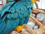 Папуги й птахи Папуги, ціна 1500 Грн., Фото