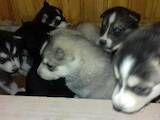 Собаки, щенки Сибирский хаски, цена 3500 Грн., Фото