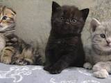 Кошки, котята Шотландская вислоухая, цена 2000 Грн., Фото