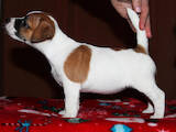 Собаки, щенята Джек Рассел тер'єр, ціна 18000 Грн., Фото