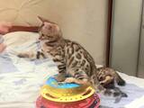 Кішки, кошенята Бенгальськая, ціна 4500 Грн., Фото