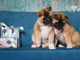 Собаки, щенята Американський акіта, ціна 15000 Грн., Фото