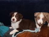 Собаки, щенки Австралийская овчарка, цена 1000 Грн., Фото