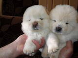 Собаки, щенки Чау-чау, цена 10000 Грн., Фото