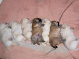 Собаки, щенки Чау-чау, цена 10000 Грн., Фото
