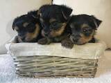 Собаки, щенки Йоркширский терьер, цена 500 Грн., Фото