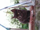 Кошки, котята Беспородная, цена 500 Грн., Фото
