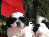 Собаки, щенята Ши-тцу, ціна 1000 Грн., Фото