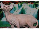 Кошки, котята Канадский сфинкс, цена 3900 Грн., Фото