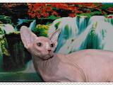 Кошки, котята Канадский сфинкс, цена 3900 Грн., Фото