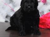 Собаки, щенята Чорний тер'єр, ціна 9000 Грн., Фото
