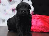 Собаки, щенки Черный терьер, цена 9000 Грн., Фото