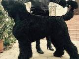Собаки, щенки Черный терьер, цена 9000 Грн., Фото