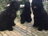 Собаки, щенята Чорний тер'єр, ціна 9000 Грн., Фото