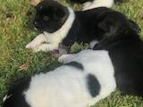 Собаки, щенки Акита-ину, цена 3000 Грн., Фото