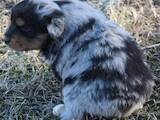Собаки, щенята Австралійська вівчарка, ціна 3500 Грн., Фото