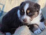 Собаки, щенки Австралийская овчарка, цена 3500 Грн., Фото