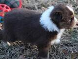 Собаки, щенята Австралійська вівчарка, ціна 3500 Грн., Фото