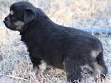 Собаки, щенки Австралийская овчарка, цена 3000 Грн., Фото