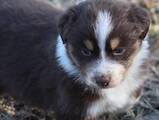 Собаки, щенята Австралійська вівчарка, ціна 3000 Грн., Фото
