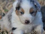 Собаки, щенки Австралийская овчарка, цена 3000 Грн., Фото