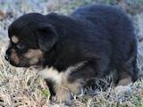 Собаки, щенята Австралійська вівчарка, ціна 3000 Грн., Фото