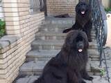 Собаки, щенки Ньюфаундленд, цена 4000 Грн., Фото