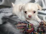 Собаки, щенята Чихуа-хуа, ціна 17000 Грн., Фото