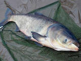 Продовольствие Рыба и рыбопродукты, цена 23 Грн./кг., Фото