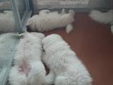 Собаки, щенки Самоед, цена 6500 Грн., Фото