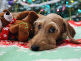 Собаки, щенята Жорсткошерста мініатюрна такса, ціна 23000 Грн., Фото