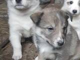 Собаки, щенята Різне, ціна 200 Грн., Фото